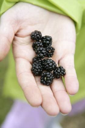 Brombeeren auf der Hand einer Bäuerin im Wald Blackberries on a farmer woman hand in the forest Copyright: imageBROKER LUNAMARINA ibxtbb11878872.jpg
