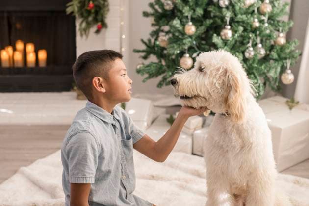 Boy looking at dog in front of christmas tree Napa, California, United States R_HOOX241209-1596758-01 ,model released, Symbolfoto ,property released