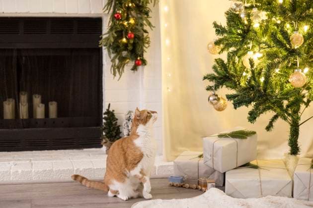 Cat looking up at the decorated christmas tree Napa, California, United States R_HOOX24120944-1596144-01 ,property released