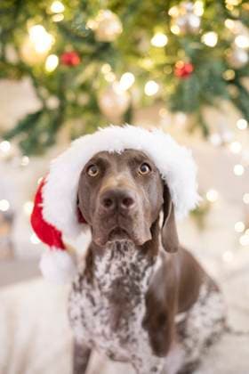German Shorthair pointer dog wearing santa claus hat Napa, California, United States R_HOOX24120944-1596169-01 ,property released
