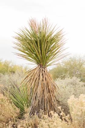 Creative Highlights World A striking yucca plant amidst desert wilderness Tempe, Arizona, United States R_KLBT241210-1597576-01