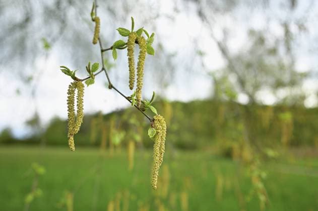Gemeine Hasel (Corylus avellana), Nahaufnahme der männlichen Kätzchen, Schweiz, Europa Common hazel (Corylus avellana), close-up of male catkins, Switzerland, Europe Copyright: imageBROKER StefanxHuwiler ibxshu10186646.jpg