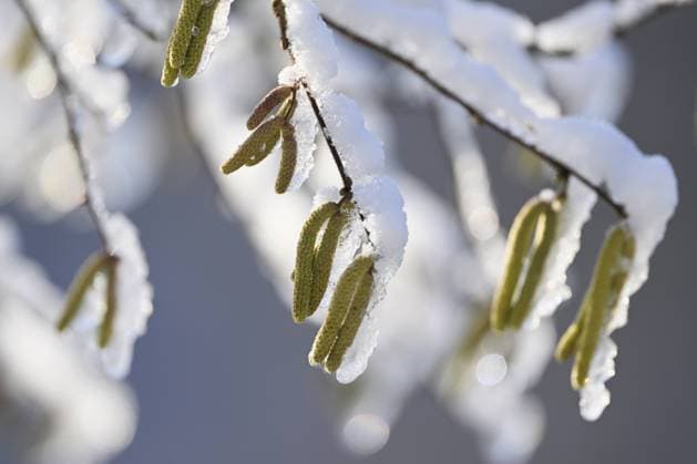 Gemeine Hasel (Corylus avellana), voller Schnee, Nahaufnahme der männlichen Kätzchen, Schweiz, Europa Common hazel (Corylus avellana), full of snow, close-up of male catkins, Switzerland, Europe Copyright: imageBROKER StefanxHuwiler ibxshu10186709.jpg