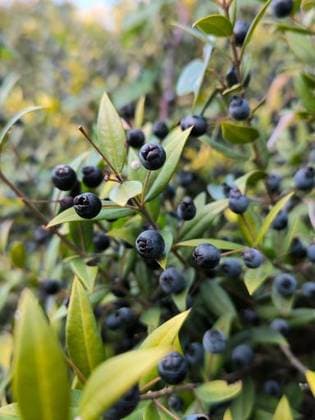 beautiful green bush on green background 27720883 RECORD DATE NOT STATED