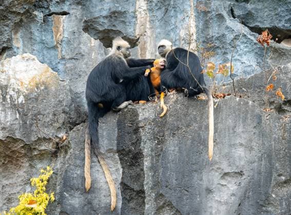 Creative Highlights World CHONGZUO, CHINA - DECEMBER 12: White-headed langurs with a baby jump through rocky cliffs at at Chongzuo White-headed Langur National Nature Reserve on December 12, 2024 in Chongzuo, Guangxi Zhuang Autonomous Region of China.  Copyright: xVCGx 111536427640