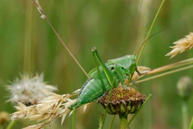 RECORD DATE NOT STATED Bush cricket, wart-biter Wart-biter (decticus verrucivorus). *** Local Caption *** Mazamet Tarn France  Copyright: xLegrandxJF Andia.frx 428570