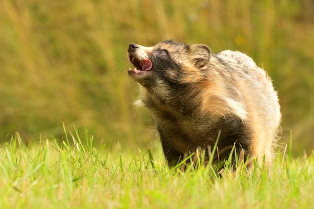 Waschbär Hund Nyctereutes procyonoides Wiese Chinesisch asiatischen Feld closeup niedlich Liebling invasive Arten in Europa, Abend Sonnenuntergang Sommer suchen, Tier Fell Augen Problem für die biologische Vielfalt, Europa Common raccoon dog Nyctereutes procyonoides Chinese Asian field closeup cute darling invasive species in Europe, evening sunset summer looking, beast fur eyes problem for biodiversity, nature conservation, wetlands and marshland landscape, Japanese, Czech republic, European Union Copyright: xZoonar.com JanxNovakx 22375037