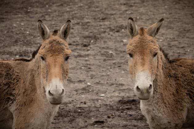 Turkmenian kulan (Equus hemionus kulan), Turkmenian kulan (Equus hemionus kulan), Copyright: xZoonar.com mihailxfainsteinxmihail1981x 22390955