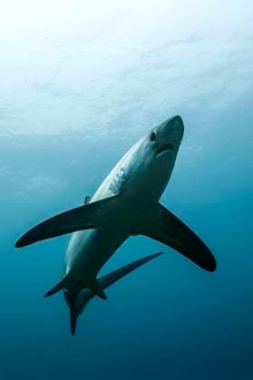 Creative Highlights World Pelagischer Drescherhai, Pazifischer Fuchshai, Alopias pelagicus, Malalpascua Island, Cebu, Philippinen Pelagic Thresher Shark, Alopias pelagicus, Malalpascua Island, Cebu, Philippines Pelagischer Drescherhai, Pazifischer Fuchshai, Alopias pelagicus, Malalpascua Island, Cebu, Philippinen *** Pelagic Thresher Shark, Pacific Thresher Shark, Alopias pelagicus, Malalpascua Island, Cebu, Philippines Pelagic Thresher Shark, Alopias pelagicus, Malalpascua Island, Cebu, Philippines Pelagic Thresher Shark, Pacific Thresher Shark, Alopias pelagicus, Malalpascua Island, Cebu, Philippines 