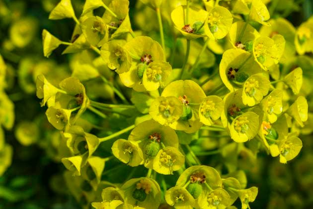 Villengärten Überlingen, Baden-Württemberg, Deutschland Blühende Wolfsmilch, Blüten einer Euphorbia-Art in den Villengärten Überlingen, Baden-Württemberg, Deutschland.