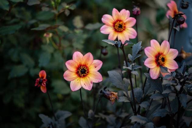 Peachy pink dahlias blooming in a garden Syracuse, Utah, United States R_WMWJ241213A-1598549-01