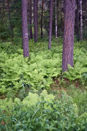 Kiefernwald mit Farn Matteuccia struthiopteris im Altai. Pine forest with fern Matteuccia struthiopteris in Altai. Common names are ostrich fern, fiddlehead fern, or shuttlecock fern Copyright: xZoonar.com SergxZastavkinx(SergeyxPristyazhnyuk)x 22460685