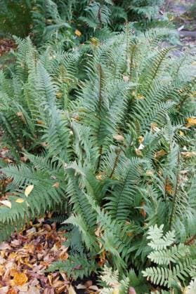 Dryopteris affinis, Goldschuppenfarn, scaly male fern Dryopteris affinis, Goldschuppenfarn, scaly male fern Copyright: xZoonar.com PeterxHimmelhuberx 22478175
