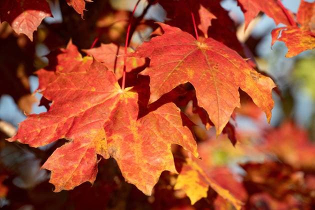 Nahaufnahme von roten Blättern, die im Herbst an einem Baum hängen. Die Abendsonne leuchtet. Nahaufnahme von roten Blättern, die im Herbst an einem Baum hängen. Die Abendsonne leuchtet. Copyright: xZoonar.com UlrikexLeonex 22486495