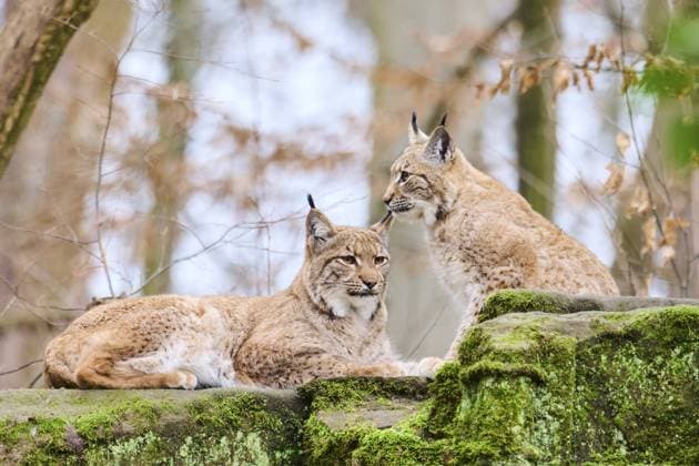 Luchs (Lynx lynx), Mutter mit ihrem Jungen auf einem Felsen liegend, Bayern, Deutschland, Europa Eurasian lynx (Lynx lynx) mother with her youngster lying on a rock, Bavaria, Germany, Europe Copyright: imageBROKER Davidx&xMichaxSheldo ibxshe11949540.jpg