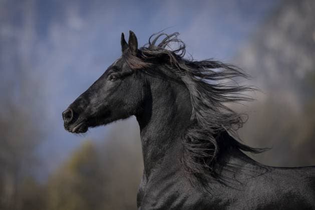 Friese Wallach im Herbst auf der Weide Frisian gelding in the pasture in autumn Copyright: imageBROKER JuliaxMoll ibxjmo11948476.jpg ,model released, Symbolfoto ,property released