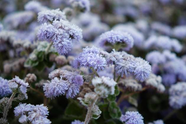 Die Blüten von Ageratum houstonianum sind mit Raureif bedeckt. Frost in der Herbstzeit. Die Blüten von Ageratum houstonianum sind mit Raureif bedeckt. Frost in der Herbstzeit. Copyright: xZoonar.com SergxZastavkinx(SergeyxPristyazhnyuk)x 22510436