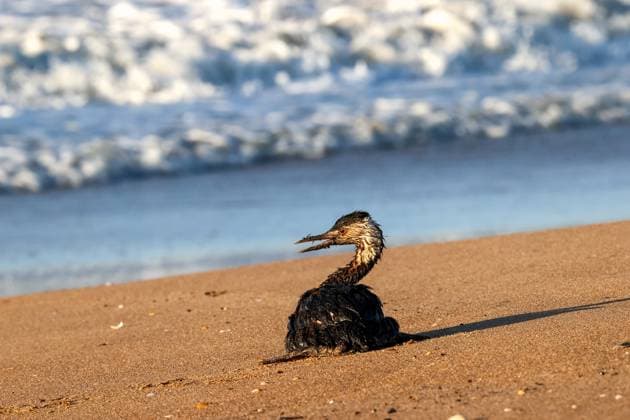 News Bilder der Woche KW51 News Bilder des Tages RUSSIA, KRASNODAR REGION - DECEMBER 18, 2024: A great crested grebe soaked in mazut fuel oil wanders the beach near Stanitsa Blagoveshchenskaya as an oil spill clean-up operation follows the December 15 crash of the Volgoneft 212 and 239 oil tankers in the Kerch Strait. More than 35km of the beachline affected in the region, a municipal-level state of emergency has been declared across three rural areas of Temryuksky District as well as Stanitsa Blagoveshchenskaya outside Anapa. Sergei Malgavko TASS  76904377