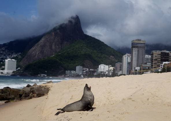 Entertainment Themen der Woche KW51 Entertainment Bilder des Tages Brasilien, Robbe am Strand von Ipanema in Rio De Janeiro December 18, 2024, Rio De Janeiro, Rio De Janeiro, Brazil: A young male sea wolf, likely carried by Antarctic ocean currents, made a rare appearance on Ipanema Beach Wednesday morning. Bathers watched from a safe distance as the marine mammal rolled in the sand, visibly tired but showing no apparent injuries. Sightings like this are uncommon at this time of year in Rio de Janeiro but occasionally occur midyear when Antarctic currents are stronger. Rio De Janeiro Brazil - ZUMAk251 20241218_znp_k251_002 Copyright: xBobxKarpx