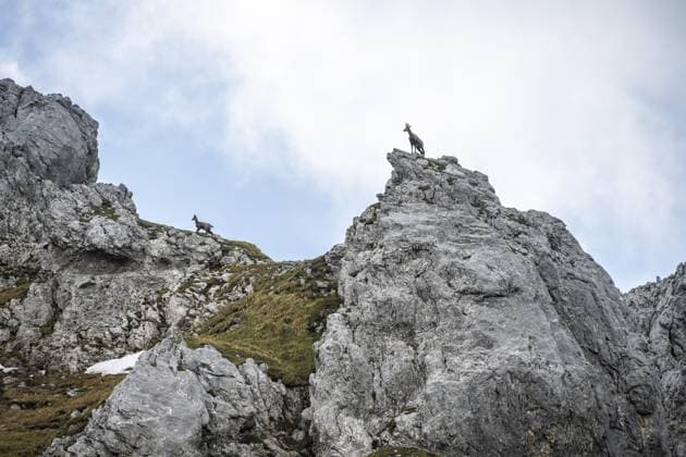 Zwei Gämsen, Wilder Kaiser, Kaisergebirge, Tirol, Österreich, Europa Two chamois, Wilder Kaiser, Kaiser Mountains, Tyrol, Austria, Europe Copyright: imageBROKER MoritzxWolf ibxmmw11911906.jpg
