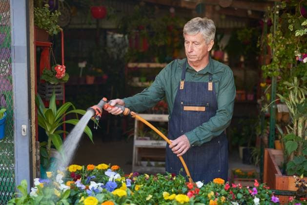 Älterer Gärtner beim Blumen bewässern als Pflanzenpflege im Blumenladen der Gärtnerei ,model released, Symbolfoto  Copyright: xZoonar.com RobertxKneschkex 19178015 ,model released, Symbolfoto ,property released