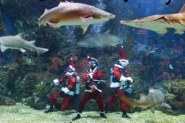 Entertainment Themen der Woche KW51 Entertainment Bilder des Tages (241219) -- BANGKOK, Dec. 19, 2024 -- Divers dressed in Santa Claus costumes perform at the SEA LIFE Bangkok Ocean World in Bangkok, Thailand, Dec. 19, 2024. Rachen Sageamsak) THAILAND-BANGKOK-SANTA DIVING SunxWeitong 