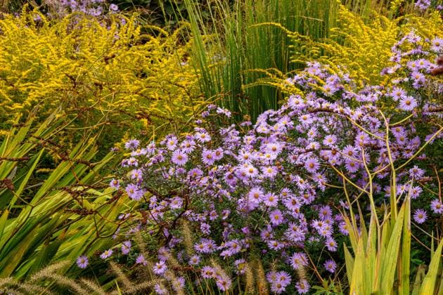 Bunte lila Aster, prächtige gelbe Goldrute (Solidago) und epiphytische Aster Schöne Gartengestaltung im Herbst: Farbenfrohe Purpur-Astern kombiniert mit prächtiger gelber Goldrute (Solidago), epiphytischer Aster (Astelia solandri) und Riesen-Pfeifengras (Molinia arundinacea) Copyright: xZoonar.com SandraAlkadox 22520507