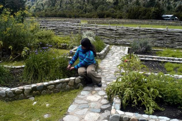 Claudia Galvez harvests chives in the vegetable and herb garden of the organic garden that is part of Pumalin. American business tycoon and environmentalist Douglas Tompkins has stirred controversy in Chile by buying hundreds of thousands of acres of wilderness in the country and shielding them from development. (Helen Hughes KRT) PILLAN CHL EDITORIAL USE ONLY Copyright: xx 1028472 HELENxHUGHESx krtphotoslive208139