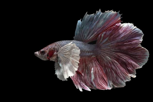 Creative Highlights World Colorful betta fish in black background Jakarta, Jakarta, Indonesia CR_DIOE241222-1607409-01