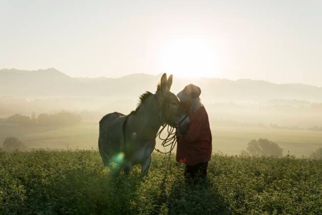 Creative Highlights Symbolbilder Italy, Tuscany, Borgo San Lorenzo, senior man standing with donkey in field at sunrise above rural landscape model released, Symbolfoto property released, FBAF00099