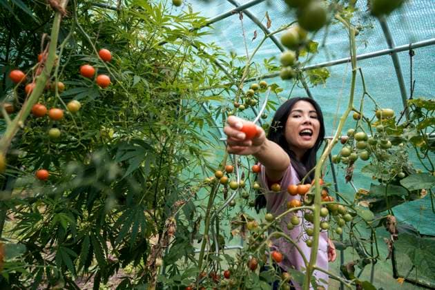 Creative Highlights Symbolbilder Happy woman showing tomato near plants in greenhouse model released, Symbolfoto property released, JOSEF22171