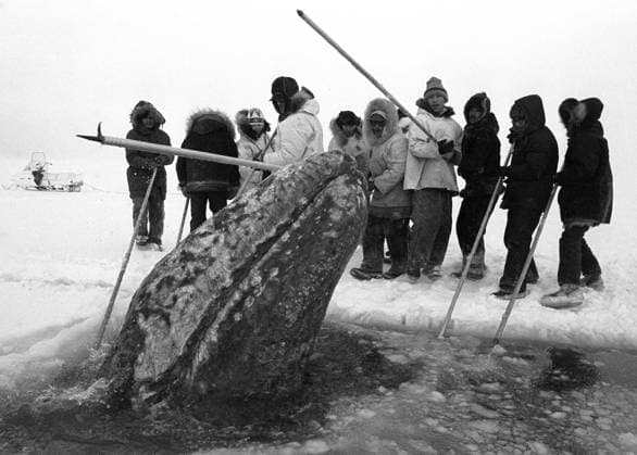 Whale Rescue A California gray whale surfaces in a breathing hole near rescuers that were cutting holes into the ice pack off Point Barrow in October 1988. (Bill Roth Anchorage Daily News MCT) Point Barrow AK USA EDITORIAL USE ONLY Copyright: xx BillxRothx krtphotoslive442774