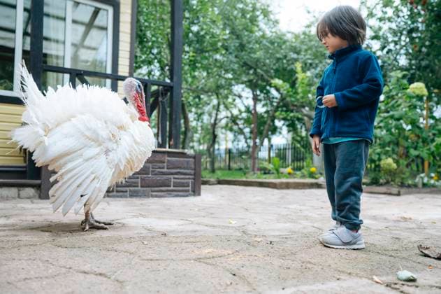 Boy standing near turkey bird near house at farm model released, Symbolfoto property released, ANAF04352