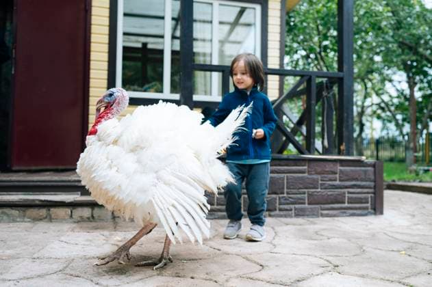 Creative Highlights Symbolbilder Happy boy near turkey bird in front of house at farm model released, Symbolfoto property released, ANAF04353