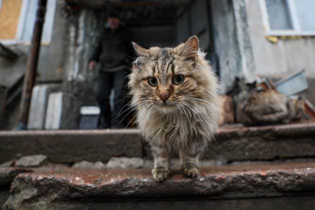 News Themen der Woche KW52 RUSSIA, DONETSK PEOPLE S REPUBLIC - DECEMBER 23, 2024: A cat emerges from a building in Krasnogorovka, a city west of Donetsk liberated from Ukrainian troops in September. Dmitry Yagodkin TASS  77021413