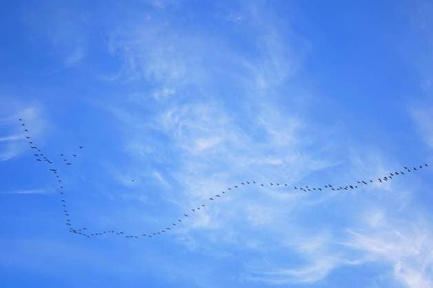 Creative Highlights World Wild Geese Change Formations in The Sky in Qingdao Wild geese change their formations in the sky in Qingdao, China, on December 23, 2024. Qingdao Shandong China  Copyright: xCFOTOx originalFilename: cfoto-wildgees241223_npiBL.jpg