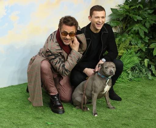 Dolittle Special Screening Robert Downey Jr and Tom Holland, Dolittle Special Screening, Leicester Square, London, UK, 25 January 2020, Photo by Richard Goldschmidt London London UK EDITORIAL USE ONLY Copyright: xRichardxGoldschmidtx RichardxGoldschmidtx piqphotos025936