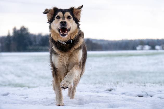 Entertainment Themen der Woche KW52 Entertainment Bilder des Tages Bavaria, Germany - December 24, 2024: A running dog in the snow shows dynamism and energy. Symbolic image for encounters with strange or aggressive dogs in the wild *** Ein rennender Hund im Schnee zeigt Dynamik und Energie. Symbolbild für Begegnungen mit fremden oder aggressiven Hunden in freier Natur