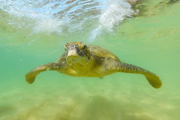 Creative Highlights World Daily Life In Galle A turtle swims on the beach in Galle, Sri Lanka, on December 24, 2024. Galle Sri Lanka  Copyright: xThilinaxKaluthotagex originalFilename: kaluthotage-notitle241224_npEYQ.jpg