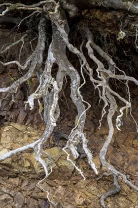 Creative Highlights World Freistehende Wurzeln in Felswand, La Gomera, Kanarische Inseln, Spanien, Europa Free-standing roots in rock face, La Gomera, Canary Islands, Spain, Europe Copyright: imageBROKER SonjaxJordan ibxjor11989271.jpg