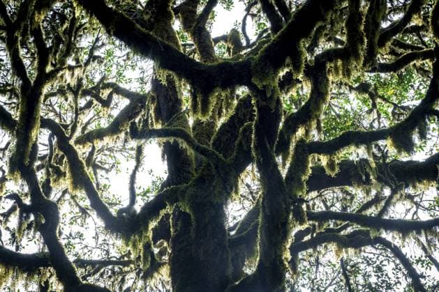Lorbeerbäume mit Moosen und Flechten, Nationalpark Garajonay, La Gomera, Kanarische Inseln, Spanien, Europa Laurel trees with mosses and lichens, Garajonay National Park, La Gomera, Canary Islands, Spain, Europe Copyright: imageBROKER SonjaxJordan ibxjor11989359.jpg