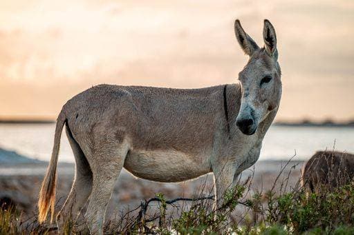 A donkey stands in a natural setting by the water during sunset, showcasing its serene beauty. 27499695 RECORD DATE NOT STATED
