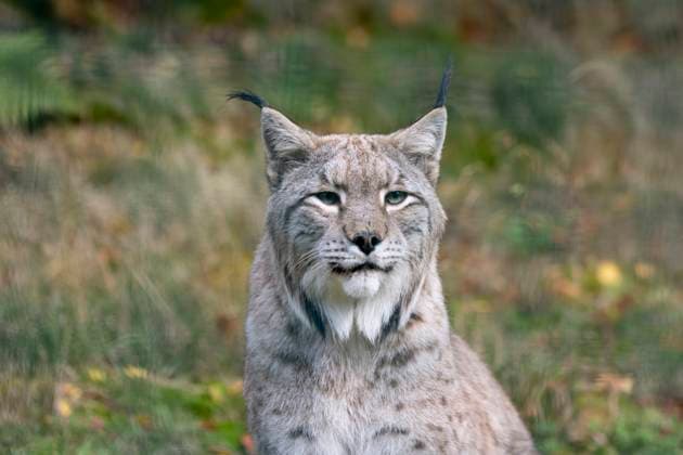 Luchsgehege Bad harzburg Blick in das Luchsgehege mit Luchsen an der Rabenklippe bei Bad Harzburg, fotografiert am 9. Oktober 2024. Bad Harzburg Niedersachsen Deutschland Luchs im Harz1576 *** Lynx enclosure Bad Harzburg View into the lynx enclosure with lynxes at the Rabenklippe near Bad Harzburg, photographed on October 9, 2024 Bad Harzburg Lower Saxony Germany Lynx in the Harz Mountains1576