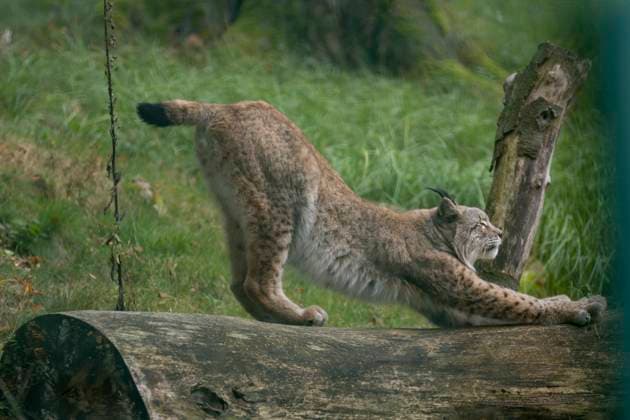Luchsgehege Bad harzburg Blick in das Luchsgehege mit Luchsen an der Rabenklippe bei Bad Harzburg, fotografiert am 9. Oktober 2024. Bad Harzburg Niedersachsen Deutschland Luchs im Harz1579 *** Lynx enclosure Bad Harzburg View into the lynx enclosure with lynxes at the Rabenklippe near Bad Harzburg, photographed on October 9, 2024 Bad Harzburg Lower Saxony Germany Lynx in the Harz Mountains1579