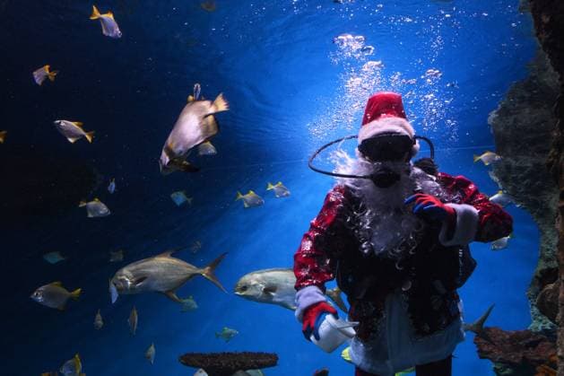 News Themen der Woche KW52 News Bilder des Tages Russia New Year Season Santa Diver 8836894 27.12.2024 A diver dressed as Father Frost swims with fish in a large tank at the Delfiniya Oceanography and Marine Biology Centre in Novosibirsk, Russia. Alexandr Kryazhev Sputnik Novosibirsk Russia  Copyright: xAlexandrxKryazhevx