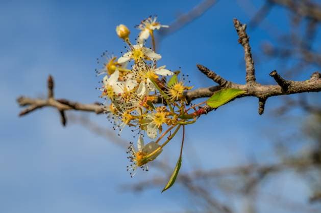 Creative Highlights World Wild pear flowers in full bloom on a branch, captured under a clear sky. Copyright: xFelipexRodriguezx xVWPicsx FROD-Dec24-94
