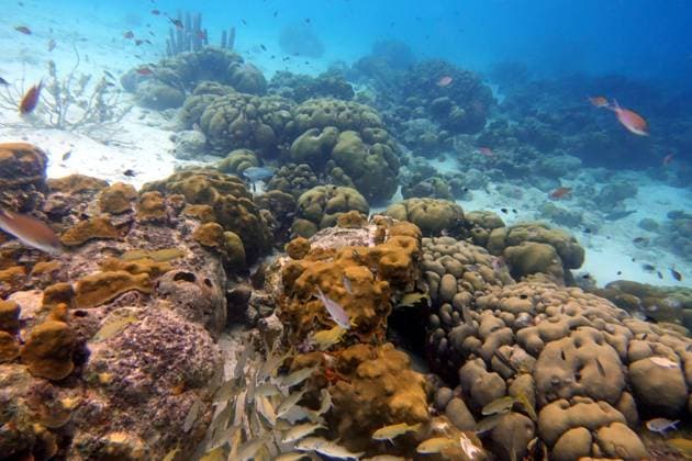 Coral covered underwater walls are some of the coolest dive sites for scuba divers, and are filled with sea creatures big and small. Cozumel, Caymen Islands and Bonaire are some of the area with beautiful coral walls. , 30141286.jpg, Animal, Atlantic, Bahamas, Florida, animals, aquarium, aquatic, blue, bonaire, caribbean, cayman islands, clear, colorful, coral, cozumel, curious, dive, exotic, fish, fishes, keys, landscape, life, living, macro, many fish, marine, nature, ocean, photography, reef, sand, school, scuba, sea, sea creatures, snorkel, snorkeling, tourism, tourist, travel, tropical, undersea, underwater, vacation, wall, wall diving, water, wildlife RECORD DATE NOT STATED
