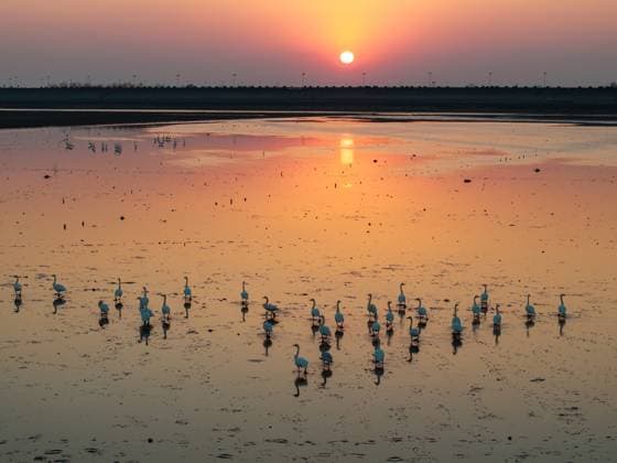News Themen der Woche KW52 News Bilder des Tages Swans at Shiju Lake Wetland in Nanjing NANJING, CHINA - DECEMBER 28, 2024 - Swans perch on the lake as the sun sets at Shijiu Lake wetland in Nanjing, East China s Jiangsu province, Dec 28, 2024. Nanjing Jiangsu China  Copyright: xCFOTOx i1735432903992