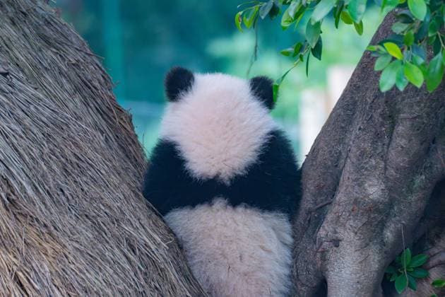 Entertainment Themen der Woche KW52 China Chongqing Panda Cub Six-month-old panda cub Qi San Mei plays in the panda compound in the zoo in southwest China s Chongqing Municipality Saturday, Dec. 28, 2024. Panda Hao Qi gave birth to Qi San Mei on June 28, 2024., Credit:LI HONGBO Avalon CHINA, CHONGQING  Copyright: xLIxHONGBOx xAvalonx 0950675749