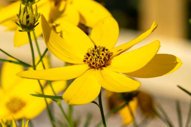 Coreopsis verticillata Zagreb a yellow summer herbaceous perennial, flower plant commonly known as tickseed , 32552438.jpg, Coreopsis verticillata, Zagreb, coreopsis, yellow, tickseed, spring, springtime, summer, autumn, macro, close up, flora, floral, garden, gardening, formal garden, domestic garden, herbaceous, growing, nature, horticulture, plant, flower, petal, blossom, bloom, blooming, flower head, single flower, bud, beauty, flower bed, vibrant, season, scent, perennial, horizontal, no people RECORD DATE NOT STATED